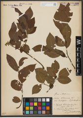 Foto von Salix silesiaca Willd.